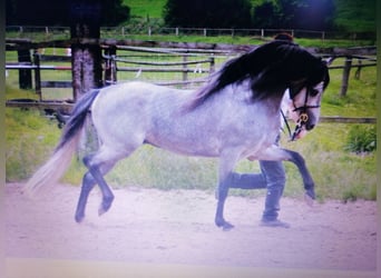 Welsh B, Mare, Foal (05/2023), Roan-Blue