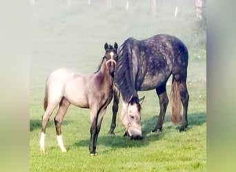 Welsh B, Mare, Foal (05/2023), Roan-Blue