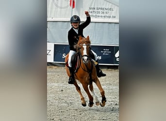 Welsh-B, Merrie, 10 Jaar, 127 cm, Vos
