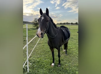 Welsh-B, Merrie, 10 Jaar, 130 cm, Donkerbruin