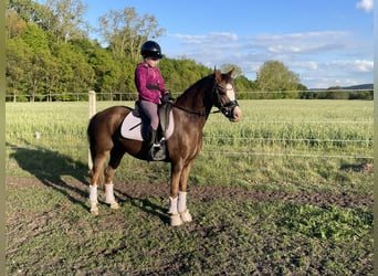 Welsh-B, Merrie, 10 Jaar, 130 cm, Donkere-vos
