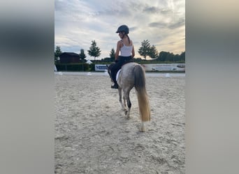 Welsh-B, Merrie, 10 Jaar, 133 cm, Schimmel