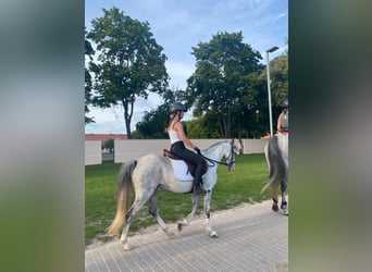 Welsh-B, Merrie, 10 Jaar, 133 cm, Schimmel