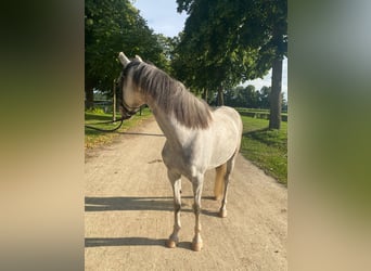 Welsh-B, Merrie, 10 Jaar, 133 cm, Schimmel