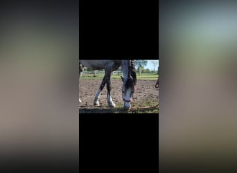 Welsh-B, Merrie, 10 Jaar, 133 cm, Schimmel