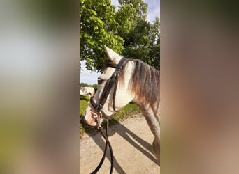Welsh-B, Merrie, 10 Jaar, 133 cm, Schimmel
