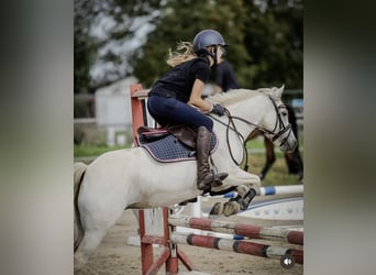 Welsh-B Mix, Merrie, 11 Jaar, 125 cm, Schimmel