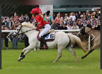 Welsh-B Mix, Merrie, 11 Jaar, 125 cm, Schimmel