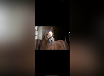 Welsh-B, Merrie, 11 Jaar, 130 cm, Donkere-vos