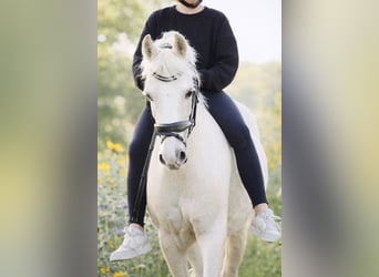 Welsh-B, Merrie, 11 Jaar, 131 cm, Palomino