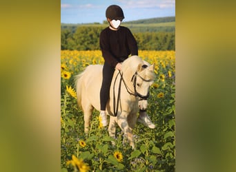 Welsh-B, Merrie, 11 Jaar, 131 cm, Palomino