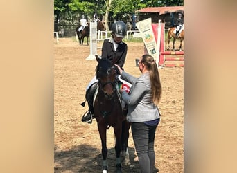 Welsh-B, Merrie, 11 Jaar, 135 cm, Roodbruin