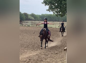 Welsh-B, Merrie, 11 Jaar, 135 cm, Roodbruin