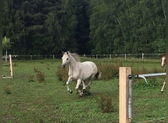 Welsh-B, Merrie, 12 Jaar, 128 cm, Schimmel