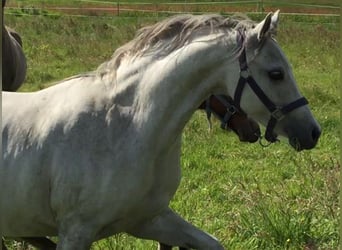 Welsh-B, Merrie, 12 Jaar, 128 cm, Schimmel