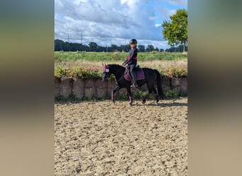 Welsh-B Mix, Merrie, 12 Jaar, 128 cm, Zwart