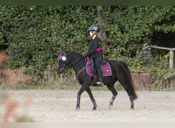 Welsh-B Mix, Merrie, 12 Jaar, 128 cm, Zwart