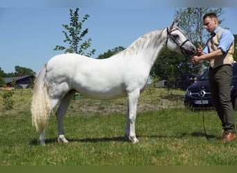 Welsh-B, Merrie, 12 Jaar, 130 cm, Schimmel