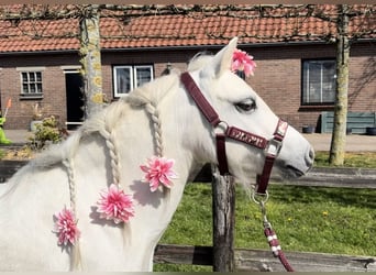 Welsh-B, Merrie, 13 Jaar, 120 cm, Schimmel