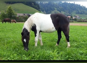 Welsh-B, Merrie, 13 Jaar, 140 cm, Gevlekt-paard