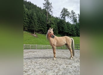 Welsh-B Mix, Merrie, 14 Jaar, 120 cm, Falbe