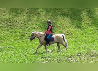 Welsh-B Mix, Merrie, 14 Jaar, 120 cm, Falbe