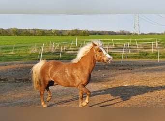 Welsh-B Mix, Merrie, 14 Jaar, 120 cm, Vos