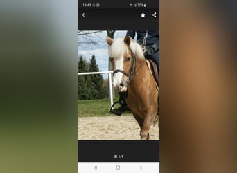 Welsh-B Mix, Merrie, 14 Jaar, 120 cm, Vos