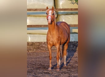 Welsh-B, Merrie, 14 Jaar, 133 cm, Vos