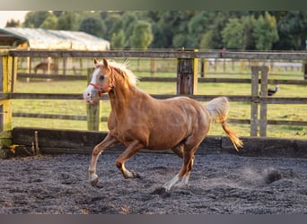 Welsh-B, Merrie, 14 Jaar, 133 cm, Vos