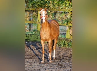 Welsh-B, Merrie, 14 Jaar, 133 cm, Vos