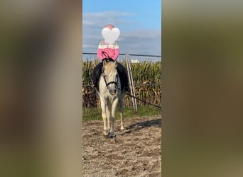 Welsh-B, Merrie, 14 Jaar, 134 cm, Schimmel