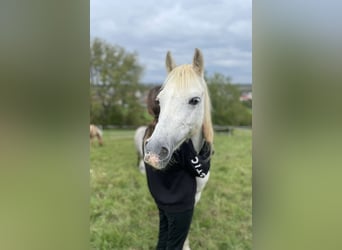 Welsh-B, Merrie, 14 Jaar, 134 cm, Schimmel