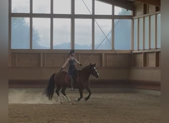 Welsh-B, Merrie, 14 Jaar, 138 cm, Bruin