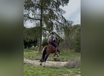 Welsh-B, Merrie, 14 Jaar, 138 cm, Bruin