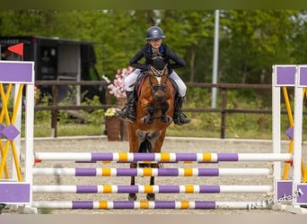 Welsh-B, Merrie, 15 Jaar, 119 cm, Bruin