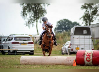 Welsh-B, Merrie, 15 Jaar, 119 cm, Bruin