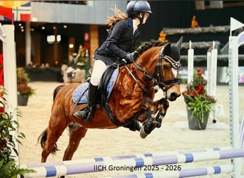 Welsh-B, Merrie, 15 Jaar, 119 cm, Bruin