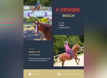 Welsh-B, Merrie, 15 Jaar, 122 cm, Vos