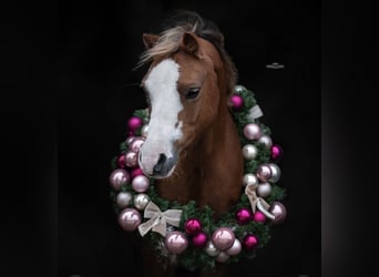 Welsh-B, Merrie, 15 Jaar, 124 cm, Blauwschimmel