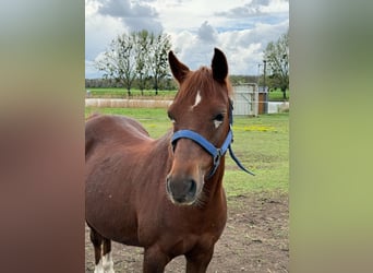 Welsh-B, Merrie, 15 Jaar, 126 cm, Vos