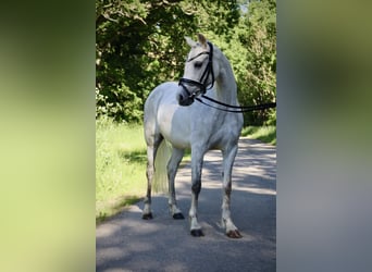 Welsh-B, Merrie, 15 Jaar, 129 cm, Schimmel