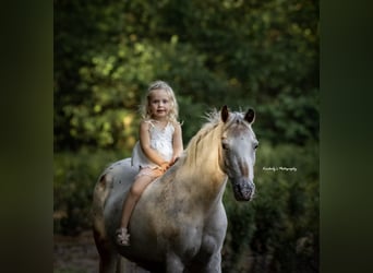 Welsh-B, Merrie, 15 Jaar, 130 cm, Appaloosa