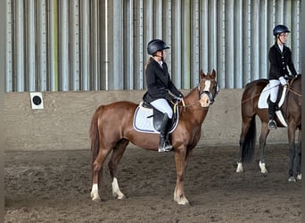 Welsh-B, Merrie, 15 Jaar, 132 cm, Vos