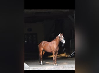 Welsh-B, Merrie, 15 Jaar, 132 cm, Vos