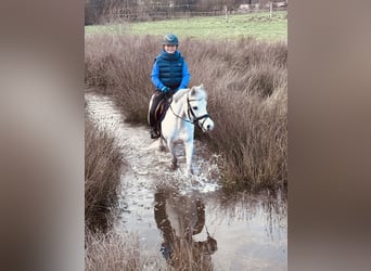 Welsh-B, Merrie, 15 Jaar, 135 cm, Schimmel
