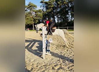Welsh-B, Merrie, 15 Jaar, 135 cm, Schimmel
