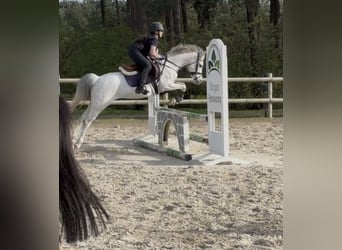 Welsh-B, Merrie, 15 Jaar, 135 cm, Schimmel