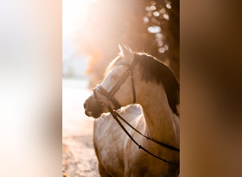 Welsh-B, Merrie, 16 Jaar, 126 cm, Falbe