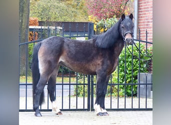 Welsh-B, Merrie, 16 Jaar, 130 cm, Bruin